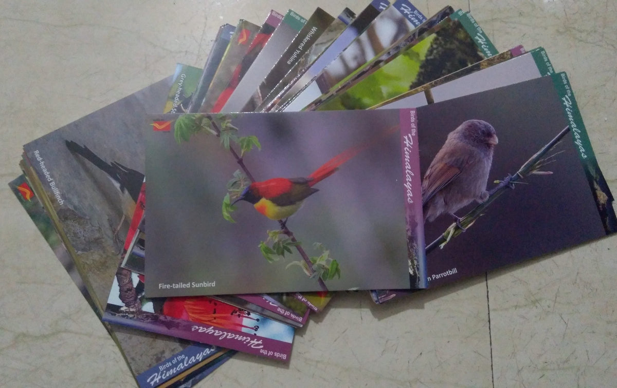 #PC03 - Picture Postcards / Maxim Card on Beautiful Himalayas Birds Theme 48 Pcs