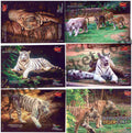 #PC117 - International Tiger Day (Set of 5) with Matte Finish and Cancellation - Picture Postcard - Goa - India - 29 Jul 2022