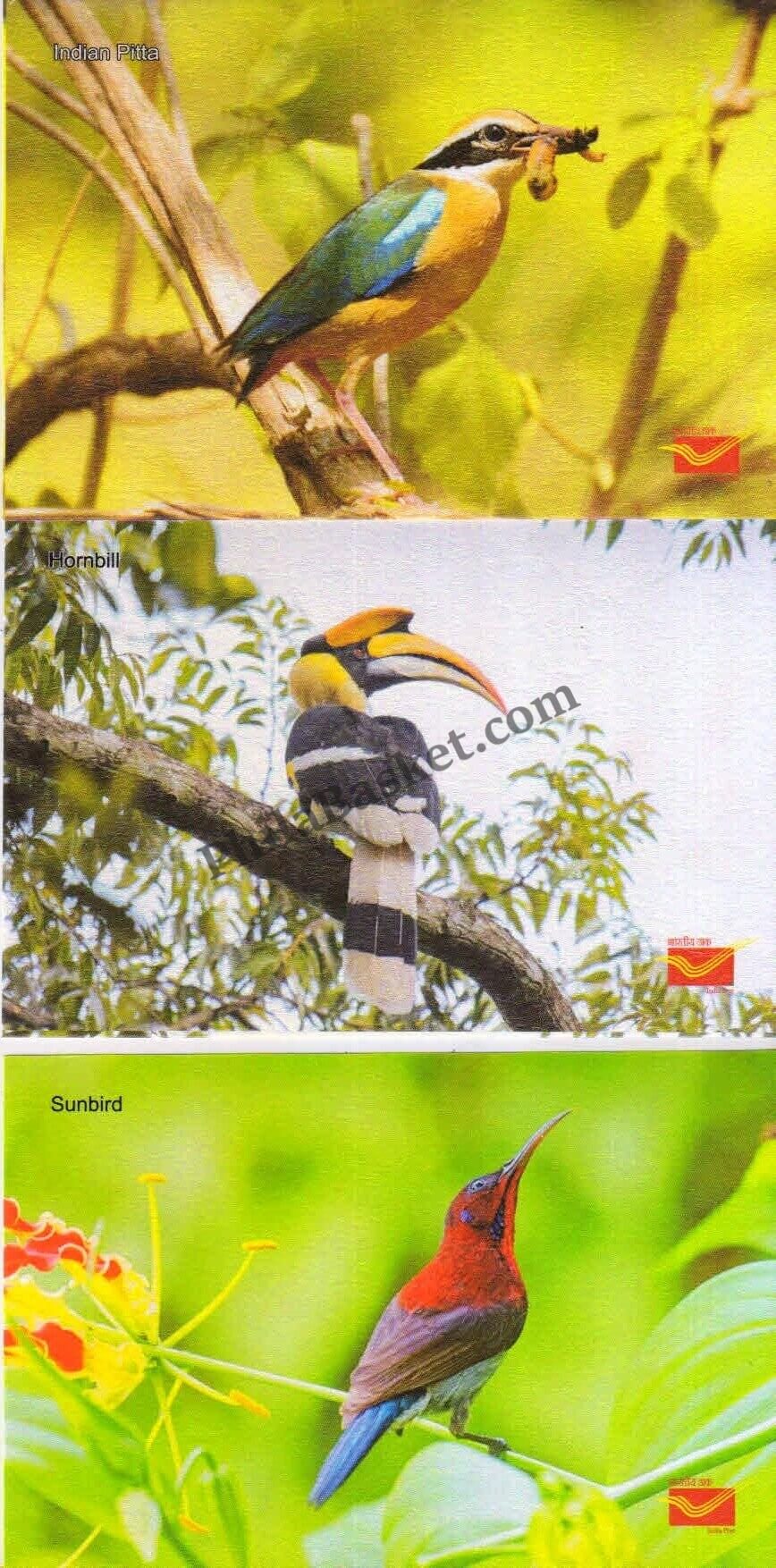 #PC12 - Picture Postcards on Endangered Birds - India - 2021