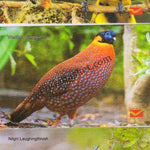 #PC12 - Picture Postcards on Endangered Birds - India - 2021