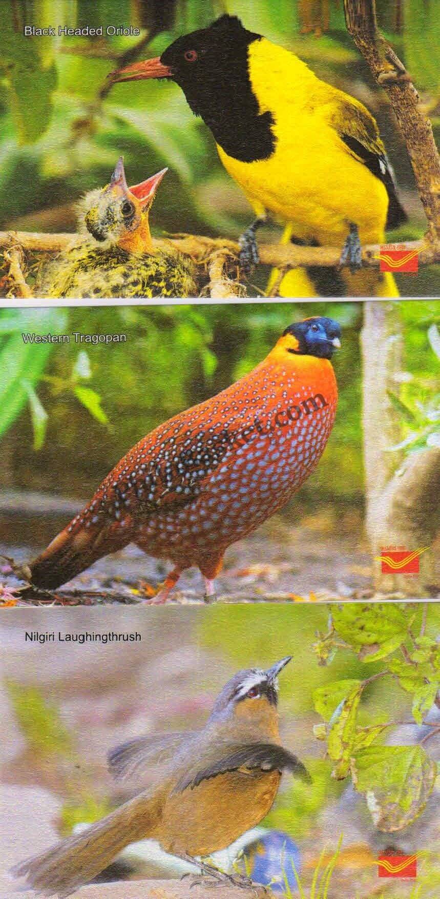 #PC12 - Picture Postcards on Endangered Birds - India - 2021