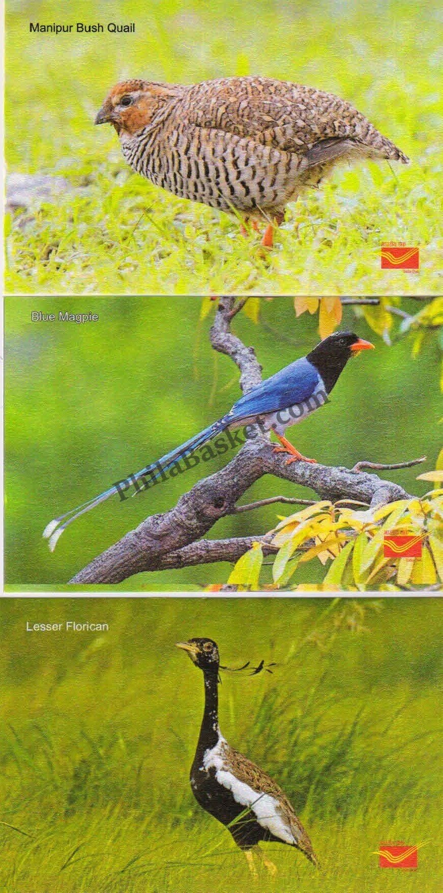 #PC12 - Picture Postcards on Endangered Birds - India - 2021