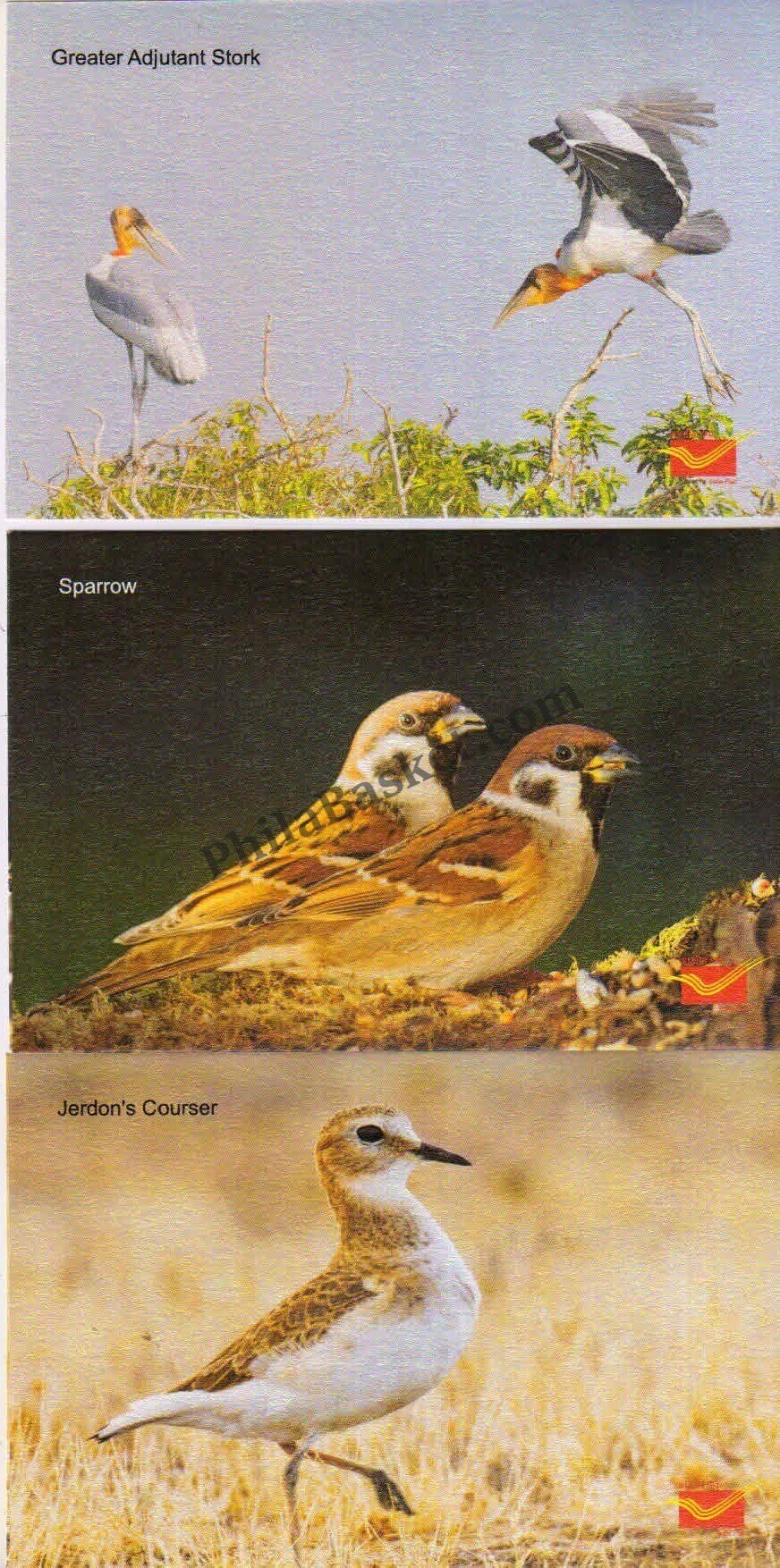 #PC12 - Picture Postcards on Endangered Birds - India - 2021
