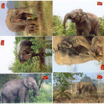 #PC97 - Picture Postcard on Charismatic Chhattisgarh Asian Elephant (Elephas Maximus) ( Set of 18)- India - 01 Jun 2023
