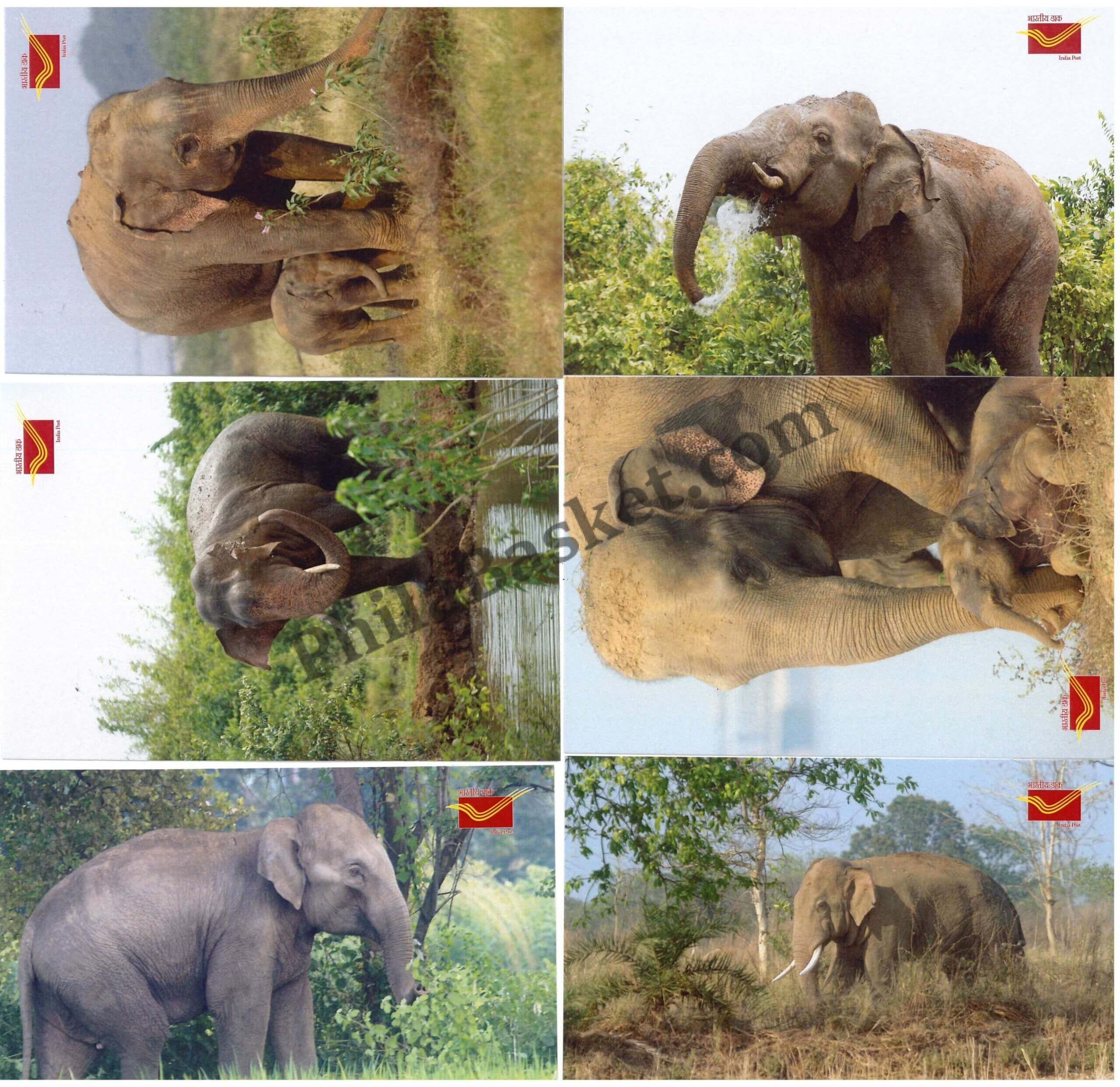 #PC97 - Picture Postcard on Charismatic Chhattisgarh Asian Elephant (Elephas Maximus) ( Set of 18)- India - 01 Jun 2023