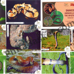 #PC98 - Snakes - Unravelling The Mystery with (Set of 13 -1 Cancelled, 1 Booklet) - Picture Postcard - Goa - India - 22 Apr 2022
