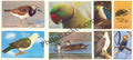 #PC89 - Rare Birds of Andaman (Set of 8) - Picture Postcard- India - 01 Jan 2021