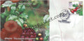 #SC1055 - Paniyala - Flacourtia Jangomas, GI Tag by Uttar Pradesh circle - Special Cover - India - 16 Aug 2024