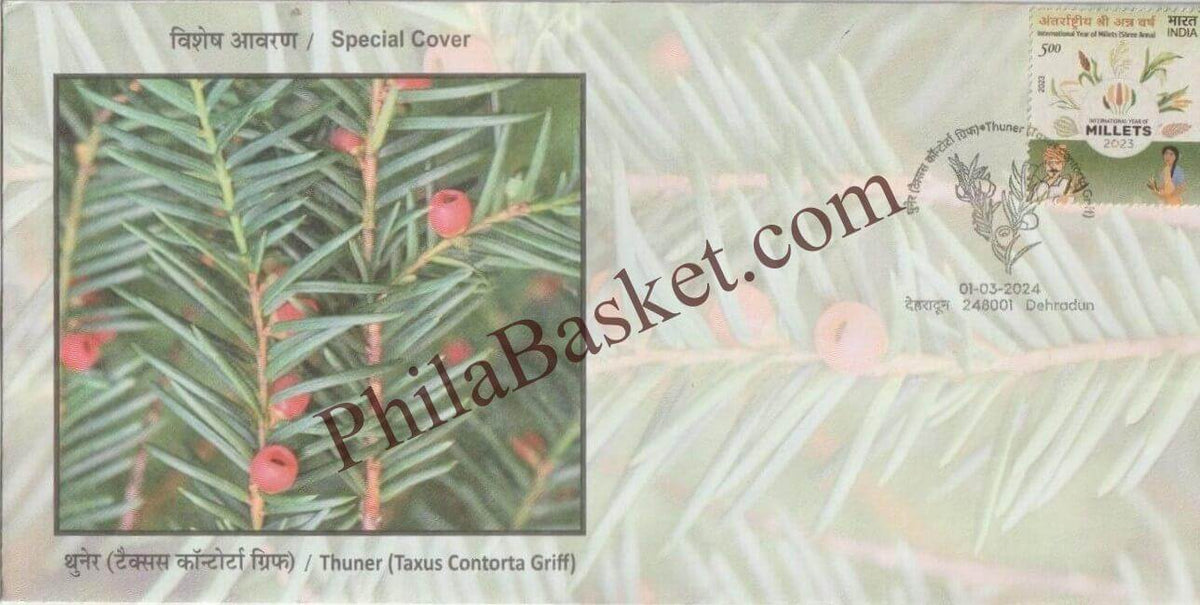 #SC1358 - Thuner (Taxus) Contorta Griff - By Uttarakhand Circle - Special Cover - India - 01 Mar 2024