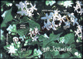 #MS55 - Jasmine (Fragrance Stamp) - Miniature Sheet MS - MNH - India - 26 Apr 2008