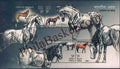 #MS75 - Horses of India - Miniature Sheet MS - MNH - India - 09 Nov 2009