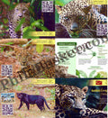 #PC114 - Indian Leopard (Set of 5) with Augmented Reality - Picture Postcard - Goa - India - 21 Mar 2022