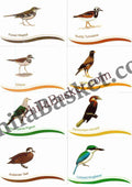 #PC121 - Astonishing Andaman birds through a series of postcards (Set of 8) - Picture Postcard - West Bengal - India - 04 Jun 2022