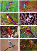 #PC127 - Kingfishers of Sundarban (Set of 8) - Picture Postcard - West Bengal - India - 05 Jun 2025