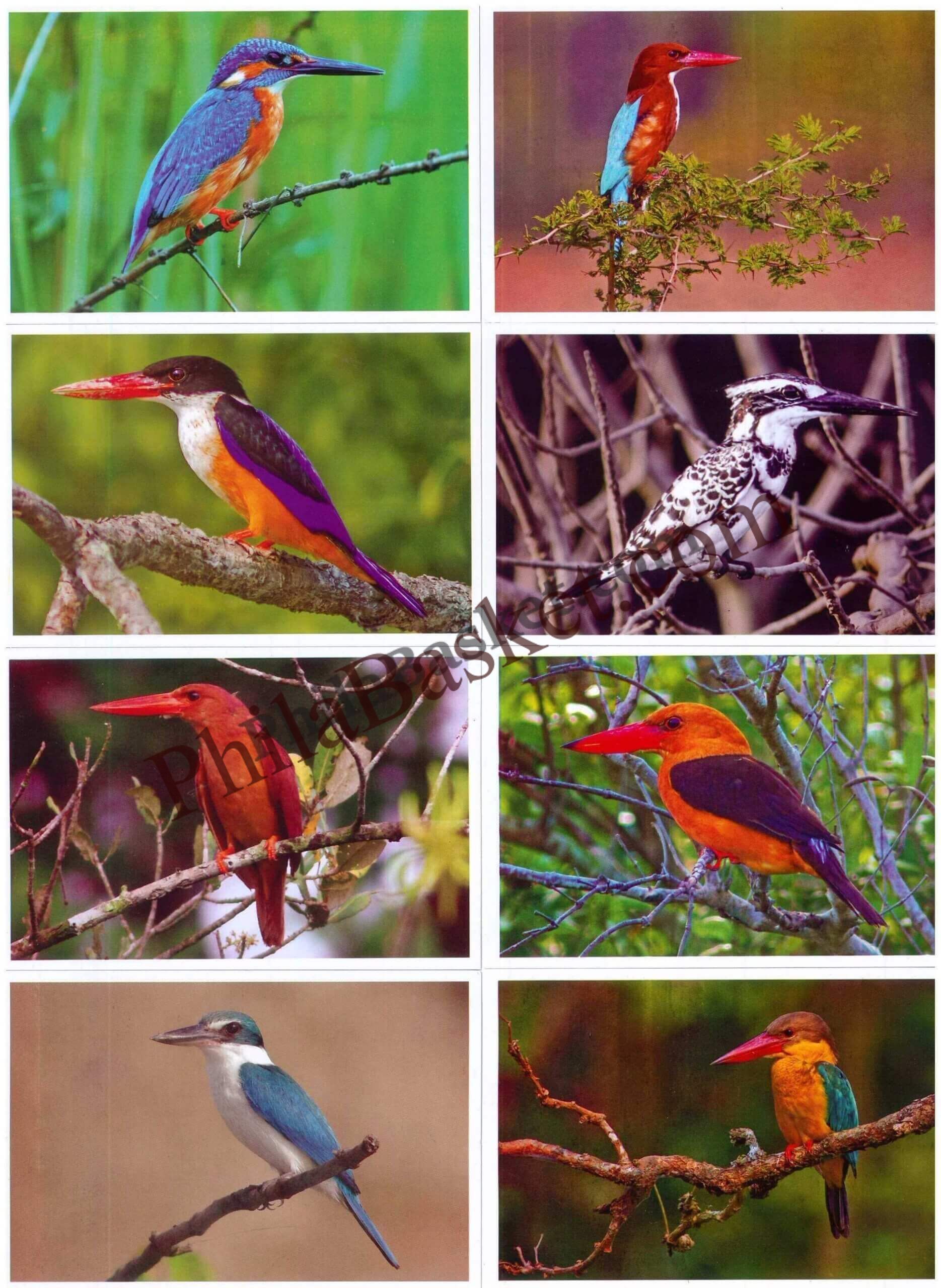 #PC127 - Kingfishers of Sundarban (Set of 8) - Picture Postcard - West Bengal - India - 05 Jun 2025