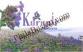 #PC41 - Picture Postcard on Kurunji Flowers - Madikeri - India - 22 Oct 2021