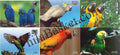 #PC77 - Exotic Birds (Set of 6) - Picture Postcard - Delhi - India - 05 Dec 2016