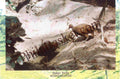 #PC84 - Nicobar Megapode - Picture Postcard - New Delhi - India - 16 Oct 2012