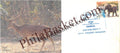 #SC486 - Hangul, State animal of jammu kashmir - Kashmir Stag By Jammu and Kashmir circle - Special Cover - India - 26 Sep 2011