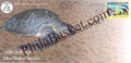 #SC635 - Olive Ridley Turtles , GoaPex - 2019 by Goa circle - Special Cover - India - 09 Feb 2019